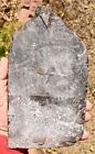 All Natural Silurian Crinoid  Scyphocrinites  Erfoud  Morocco  3