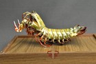 Shrimp Specimen Real Odontodactylus Scyllarus  Museum-quality Taxidermy   Displa