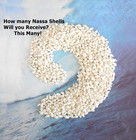 White Nassa Shells Tiny Small Seashells For Crafts   Beach Decor 1 Full Cup