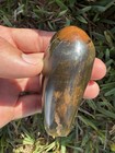 Amazing Leviathan Sperm Cetacean Fossil Tooth Polished Woodgrain Orange