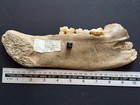 10 1 4  Cave Bear  ursus Spelaeus  Jaw Section With 3 Molars  m1-m3 - Austria
