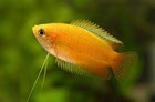 Cute Gold Honey Gourami Unsexed 1   trichogaster Chuna 
