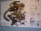 Planet Of The Dinosaurs Map poster supplement National Geographic December 2007