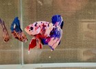 Live Betta Fish Fancy Koi Nemo Hmpk Plakat Male - Beautiful Color -  Usa Seller