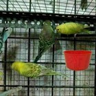 Hanging Feed   Water Cage Cups For Birds Gamefowl Rabbit Chicken Pigeons