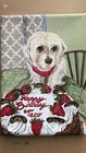 Custom Pet Portraits 5  By 7  Canvas Panel