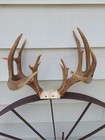 16 Point Whitetail Antler Rack 9x7  approx  160 Gross Score  Kicker Non-typical 