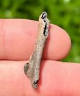 Florida Fossil Bird Bone Avian Rare Pleistocene Ice Age Fossils