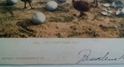 California Postcard 1900 Original Rare Antique Ostrich Hatch Latest Thing Out 