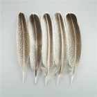 Beautiful 10 Pcs Natural Eagle Feathers Rear For Craft Plume Decoration Diy Art