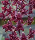 Cymbidium Little Black Sambo    black Magic Am aos - Heat Tolerant Orchid - Bs