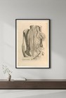 Anatomical Illustration 1800s Poster - 24x36    Rare Reprint         