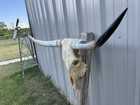 Longhorn Steer Skull 3 Feet 9 Inch Wide Polished Bull Horn Mounted Cow Head