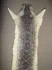 Tanned W D back Rattler Hide 6-7 8  X 64-3 4  W13 Segs  crotalus Atrox  Holes