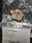 Oreodont Fossil Lot