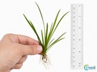 Narrow Chain Sword Live Aquarium Plant  Foreground Carpet Freshwater Plant