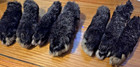 Lucky Silver Fox Rabbit s Real Foot Authentic Pure Bred For Crafting One Piece