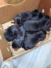 Rottweiler minture Pincher Puppies