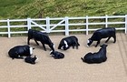 3d Print 1 64 - Lot Of 7 Cattle Cows Bull Bovine Cattle Farm Scene Like Ertl  6