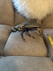 Vintage Italian Fly Ashtray   Trinket Box - Mid Century Modern Collectible