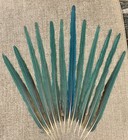 12 Naturally Molted Blue   Yellow Macaw Feathers Up To 22 75   