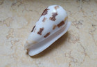 F Conus Striatus Rare Beautiful Shell Red Sea Shell88 3mm Great Pattern Specimen