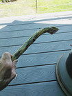 Native American Traditional Driftwood Knot Warclub  Clear Coated  15 In  Length