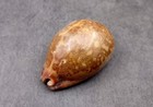 Ancient Map Cowrie Seashell Brown Cypraea Mappa  1 Shell Approx  2 5  Inches 