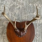 Whitetail 8pt Deer Mount Taxidermy  With Wood Plaque