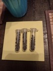Eurycnema Goliath Educational 25x Eggs  parthenogenetic 