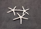 White Finger Starfish Linckia Laevigata  3 White Seastars Approx  3  Inches 