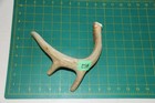 Large Branched Deer Antler Dog Chew  52   Bone Chews Deer Elk Treats Deer 1102