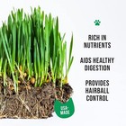 Cat Grass Kit Organic With Rustic Wood Planter Seed And Soil 
