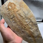 Exquisite Insect Fossils From The Jurassic Daohugou Period