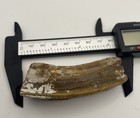 Horse Tooth Fossil Deep Orange Red Enamel Equine Fossil Tooth Florida