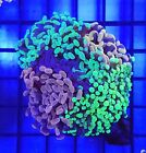 Aq Hammer   Frogspawn Combo Tile   Euphyllia   Live Coral Frag   Ajs Aquariums
