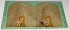 Rare Antique Victorian Actress Singer Alice Hamilton Stereoview Photo  Theater 