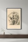 19th Century Anatomical Illustration Poster      - 24x36    - Rare Reprint         
