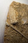 Pentramacrinus Nitidus Crinoid Fossil Calyx Stem Marine Fossil Alabama 3d J9