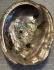 Vintage Ex-large California Red Abalone Seashell Catchall Bowl 7x9