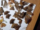 Mixed Lot Real Insect Specimens  de-stash  Craft Grade  Grade B- Lo Moth