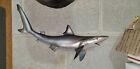 18  Small Reproduction Shark Mount Archie Phillips 
