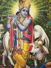 India 60 s Calendar Art Print Lord Krishna   Cow 15 50in X 15 75in  14085 