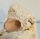 Amazing Large Rare Fossilized Brain Coral With Clam Shell Embedded In It