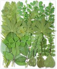 30pcs Green Dried Pressed Leaf Leaves  Greenery Real Nature Plant Herbarium S   