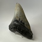 Megalodon Shark Tooth 5 84 Inch - Huge - Authentic Fossil - Amazing Real 20090