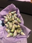 A Box Of  50 Queen Maireener  Shells