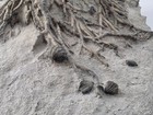 Large Crinoid Holdfast Sea Lilly Root   Shells Fossil Silurian Age Waldron Shale