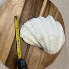 Giant Clam Shell  9x7 Inches 1 Lb  8 5oz