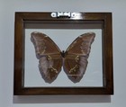 Real Framed Butterfly Morpho Absoloni Mounted Double Glass 